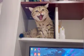 猫咪坐在工作台上监督主人工作，时不时还皱皱眉头，比老板还严格