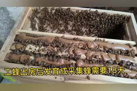 荔枝3月份开花，还有60天的时间，广东的蜜蜂可以开始春繁了视频封面