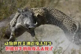 动物世界美洲虎攻击牦牛，但被牦牛的角攻击。太惨了！视频封面