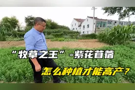 “牧草之王”紫花苜蓿，怎么种植才能高产？这几点你必须记住！