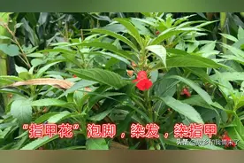 “指甲花”浑身是宝！拿它泡脚、染发、染指甲了不得！太实用了！视频封面