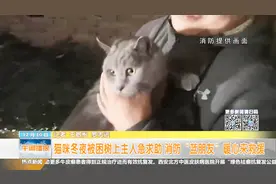 夜晚，猫咪被困树上周围有电线，关键时刻“蓝朋友”来了……视频封面