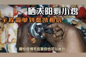 不用母鸡不用孵化器，牛人靠晒太阳孵小鸡，全程还简单到一学就会视频封面