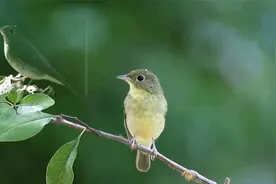 像麻雀似的黑喉石鵖，浑身绿色的绿背姬鹟