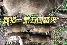 直击野猪一家五口被电过程，来感受一下电击的威力