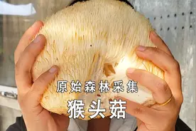 用鱼竿打猴头菇，一天下来还没少采，猴头菇还真是一对一对的生长