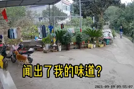 狗对主人的气味有多敏感？它仅是闻了一下气味，便知道了主人位置