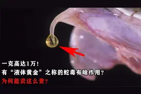 一克1万！有“液体黄金”之称的蛇毒，有啥作用？为何卖这么贵？视频封面