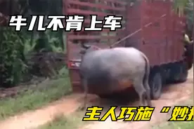 牛儿要被送往屠宰场，死活不肯上车，主人巧施“妙招”制服倔牛！视频封面