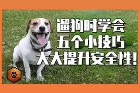 如何在遛狗时保证自己和狗狗的安全？这五个小贴士可以帮助你视频封面