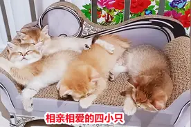60块钱猫沙发躺着两万元的金豆子？超萌！最黏人最能吃的却是它