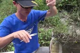 初秋山体水库钓非洲鲫鱼小罗非，VIB假饵对小罗非诱惑难挡