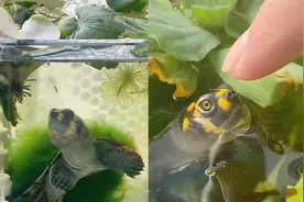 女子买回乌龟和金鱼养一起，不久龟身竟长满绿草，水中飘逸游动