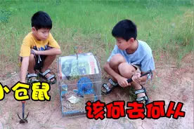 训练小仓鼠野外生存能力，这打洞技能也是服了，放生它能活下去吗