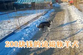 齐齐哈尔农村，200块钱买的边境牧羊犬没想到这么纯，200太值了视频封面
