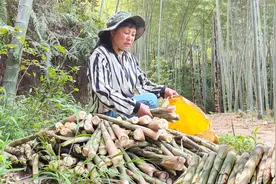 4月江西深山小竹笋长的快，一拔一大堆，个大肥嫩真过瘾视频封面