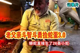 蟒蛇直接生了26条小蛇，老父亲斗智斗勇捡蛇蛋3.0视频封面