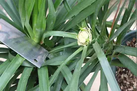 春季养龙血树砍一刀，侧芽狂冒