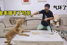 小伙只让金毛喝一口可乐，它却用粗管一口喝干了一碗，小伙气坏了视频封面