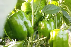 圆椒长成西瓜大小，亩产9万斤！视频封面
