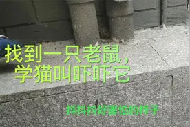找到一只老鼠，
学猫叫吓吓它