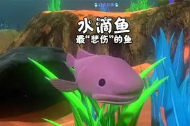 天铭 海底大猎杀 第二季 197 全世界最“忧伤”的鱼！水滴鱼！视频封面