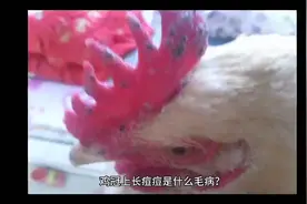 鸡冠上长的痘痘是什么 鸡痘怎么治疗 鸡痘是什么原因引起的