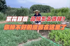多年生紫花苜蓿，栽培管理技术是重点，每个品种你会选择吗？视频封面