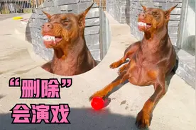 杜宾犬“删除”会演戏，看见主人满脸笑容，看见同类呲牙咧嘴