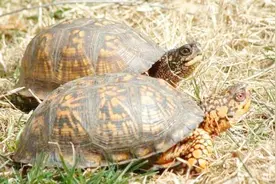 乌龟为什么吃自己粪便，原来是有原因的，涨知识了！视频封面