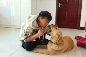 小伙晚上睡觉总闻到臭味，经过寻找原来是金毛嘴里的味，真是尴尬