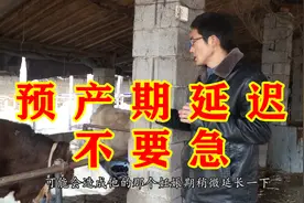 母牛预产期延迟不要急，大学生告诉你原因，解决很轻松！