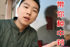 (三农)种过药材嘛?中药材黄精还能治白发,揭秘种植全过程视频封面