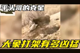 平头哥的克星是啥，大象打架有多凶猛，狮子捕猎翻车视频封面