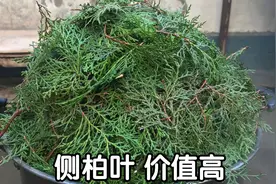 “侧柏叶煮水”作用厉害了，到底有啥好价值？看视频涨知识了
