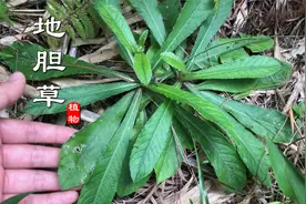 农村常见的“地胆草”，原来是一种煲汤好材料！这些价值了解吗？