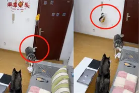 这二哈不纯呀！狗子拿外卖被小哥“调戏”，狗腿一蹬有了意外收获视频封面