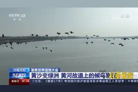 大美湿地河南民权：黄沙变绿洲，黄河故道上的候鸟家园|东方时空视频封面