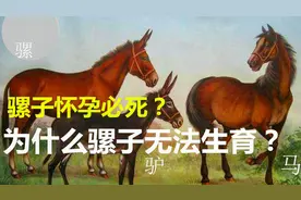 骡子怀孕必死？为什么骡子无法生育？原来是“马和驴”惹的祸视频封面