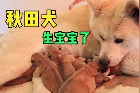 秋田犬生狗宝宝主人帮忙接生，小狗狗们顺利降生，皆大欢喜视频封面