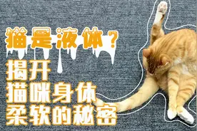 猫是液体？2分钟揭开猫咪身体柔软的秘密