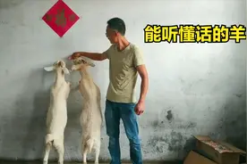 不要小看羊的智商，它真的能听懂话，比一般的狗还厉害