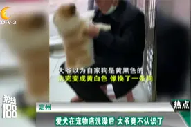 定州：爱犬在宠物店洗澡后大爷不认识了：这不是我的狗，没这么白视频封面