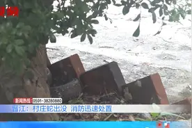居民家树阴下惊现眼镜蛇，吓坏路过群众，消防员及时捕捉放生视频封面