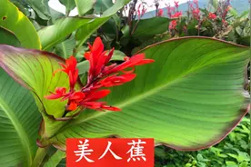 原来美人蕉的根用途那么多，还被称为淀粉之王，遇见记得带回家种