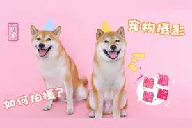 如何拍摄出可爱的萌宠照片？记住这3大点，让你随手出大片！