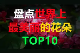 盘点世界上最漂亮的10种花，樱花只能排在第五位