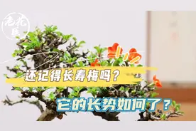 还记得寄来的长寿梅吗？它的长势如何了？长寿梅养护教学！视频封面
