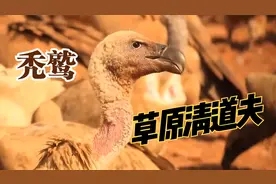 草原的清道夫秃鹫，生吞活剥一只鬣狗，上百只围攻场面太激烈了