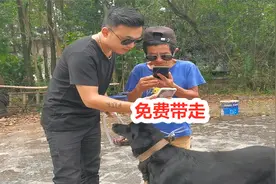 老男孩卖拉布拉多犬，没想到最后狗被带走，还倒贴钱视频封面